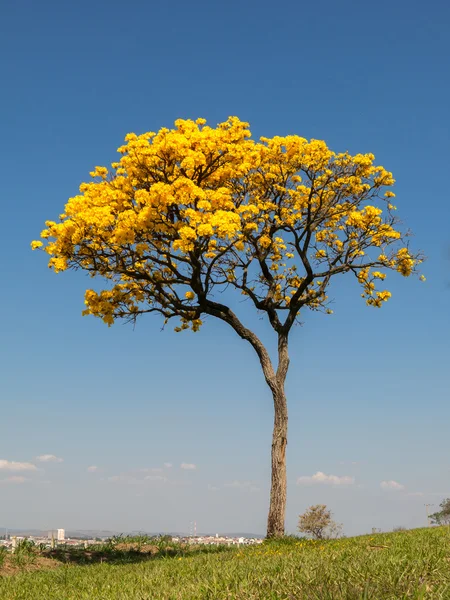 Solo árbol de trompeta de oro - Handroanthus albus - con la ciudad en el fondo — Foto de Stock