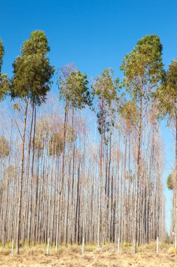 Okaliptüs ağaçları ile