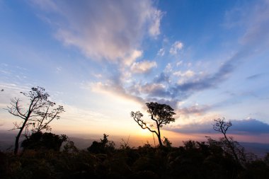 Blu gökyüzü günbatımı ağaçta
