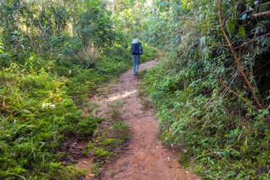 İnsanlar yağmur ormanlarında - Brezilya trekking izinde