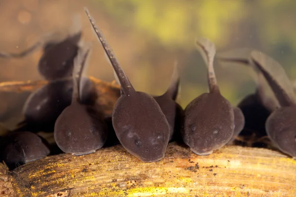 Tadpoles ม ่ porwigle 수 륙 양용 애벌레 단계 — 스톡 사진