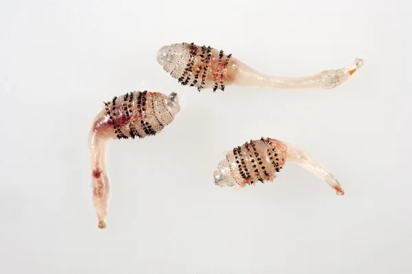 인간의 식물학적 애벌레 - 피부 척추 동물 — 스톡 사진
