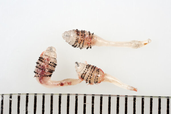 Human botfly larva - Dermatobia hominis