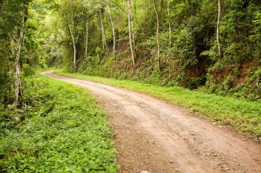 Ormandaki kırsal toprak yol