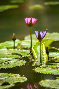 Lotus çiçeği - Nelumbo nucifera