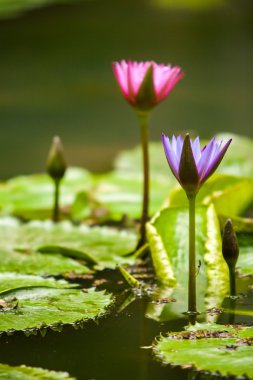 Lotus çiçeği - Nelumbo nucifera