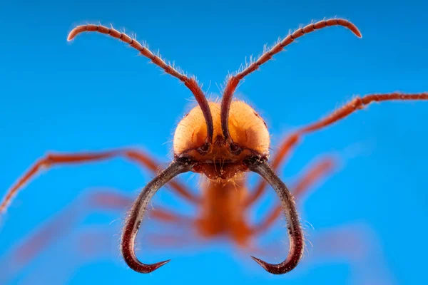 Retrato de formiga com mandíbula longa em fundo azul — Fotografia de Stock