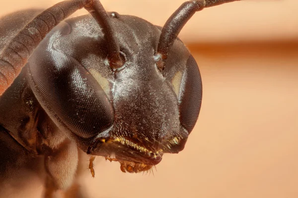 Wasp in beige achtergrond — Stockfoto