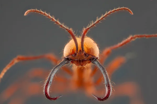 Retrato de formiga com mandíbula longa em fundo cinza — Fotografia de Stock