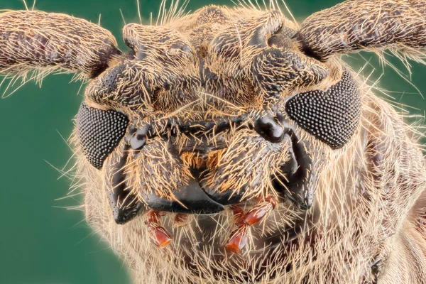 Laubholzkäfer im grünen Hintergrund — Stockfoto