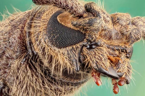 Escarabajo de cuerno largo en fondo verde —  Fotos de Stock