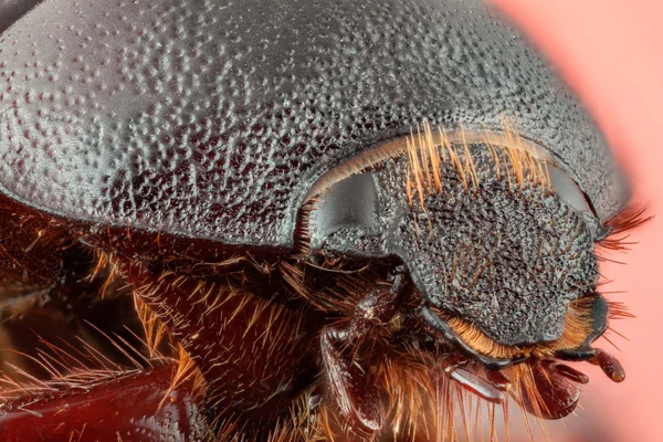 Escarabajo en fondo rosa —  Fotos de Stock