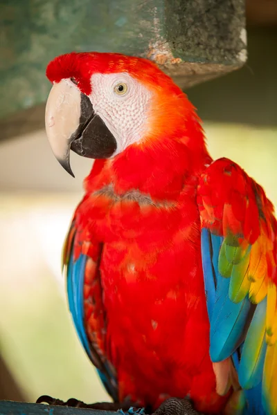 Παπαγάλος μακώ στο Amazon — Φωτογραφία Αρχείου