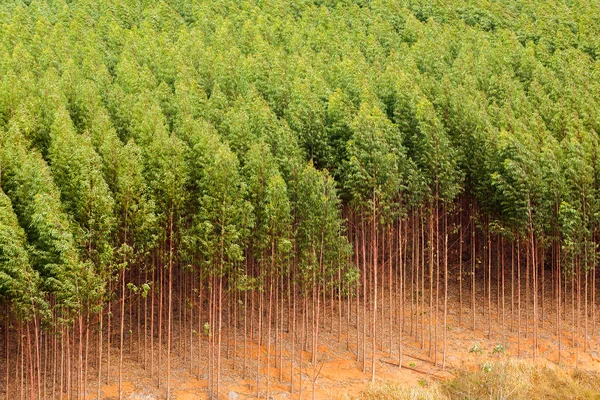 Plantação de eucaliptos no Brasil — Fotografia de Stock