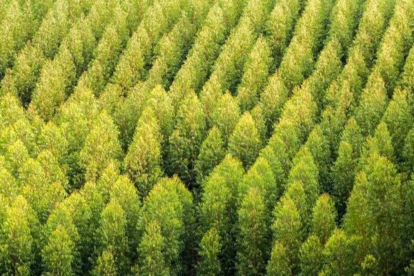 Okaliptüs ağaç tepelerinin plantasyon Brezilya