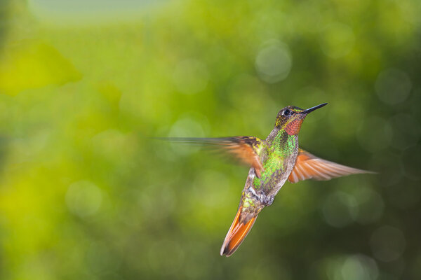 Colorful Hummingbird with green blur background