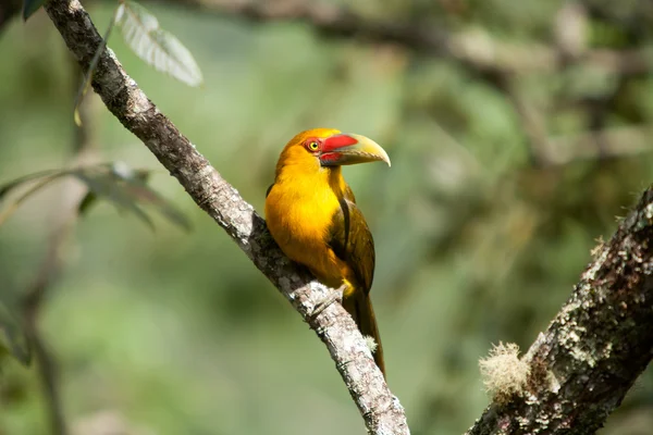 Κρόκος toucanet - toucans στην τροπικού δάσους της Βραζιλίας — Φωτογραφία Αρχείου