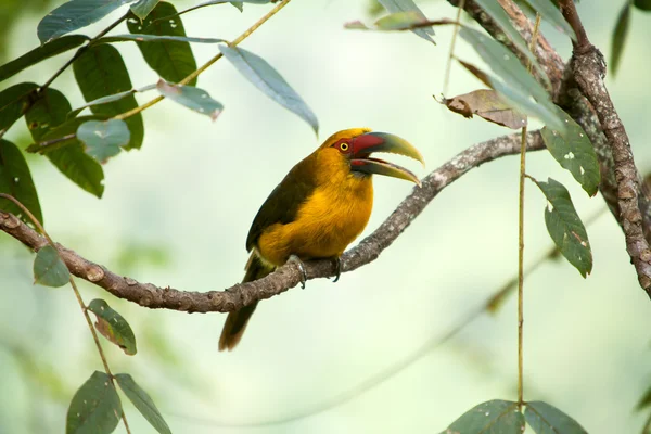 オープンくちばし - オオハシとサフランの toucanet — ストック写真