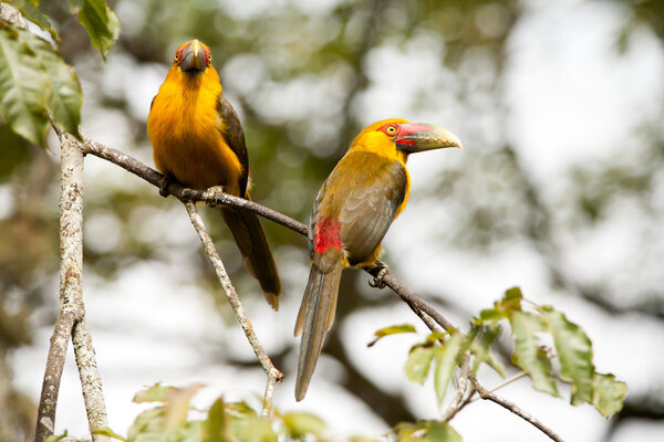 Two Saffron toucanets in a branch tree - toucans