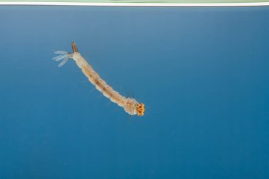 Sudaki sivrisinek larvaları. Tropik hastalıklara neden olan küçük hayvanlar.