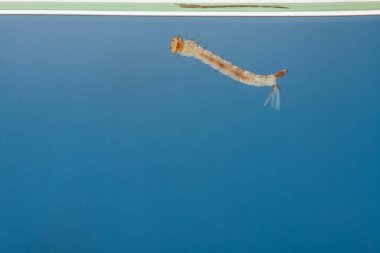 Sudaki sivrisinek larvaları. Tropik hastalıklara neden olan küçük hayvanlar.