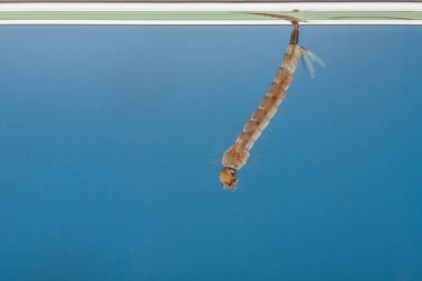 Sudaki sivrisinek larvaları. Tropik hastalıklara neden olan küçük hayvanlar.