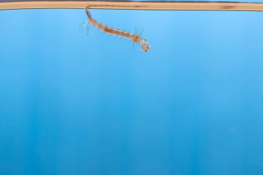 Sudaki sivrisinek larvaları. Tropik hastalıklara neden olan küçük hayvanlar.