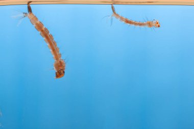 Sudaki sivrisinek larvaları. Tropik hastalıklara neden olan küçük hayvanlar.