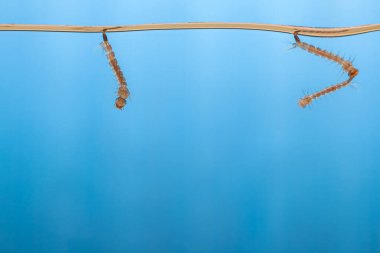 Sudaki sivrisinek larvaları. Tropik hastalıklara neden olan küçük hayvanlar.