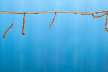 Sudaki sivrisinek larvaları. Tropik hastalıklara neden olan küçük hayvanlar.