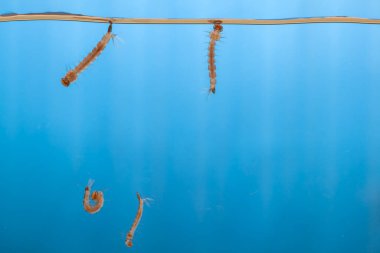 Sudaki sivrisinek larvaları. Tropik hastalıklara neden olan küçük hayvanlar.