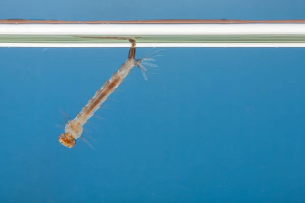 Larvas Mosquitos Água Pequeno Animal Que Causa Doenças Tropicais — Fotografia de Stock
