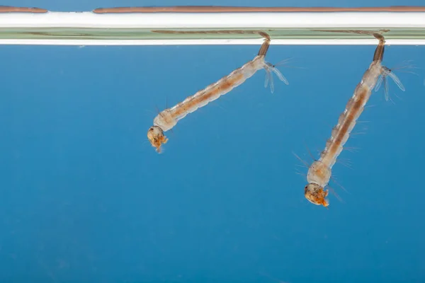 Larvas Mosquitos Água Pequeno Animal Que Causa Doenças Tropicais — Fotografia de Stock