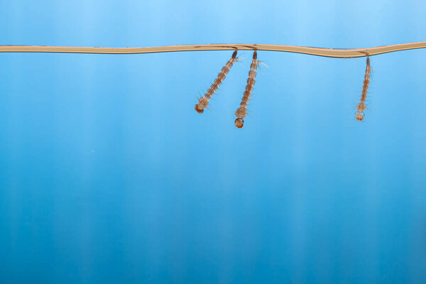 Mosquito larvae in the water - small animal that causes tropical diseases