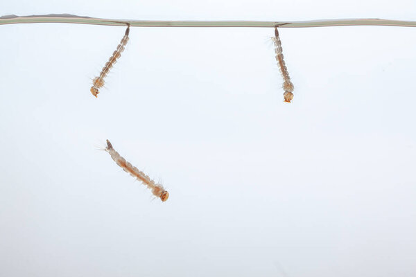 Mosquito larvae in the water - small animal that causes tropical diseases on white background