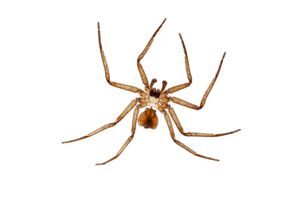 Spider Exoskeleton Után Molt Fehér Háttér Ecdysis — Stock Fotó