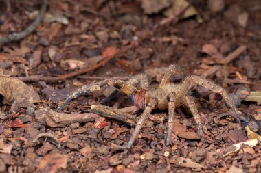 Brazilian wandering spider Phoneutria nigriventer clipart