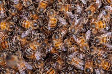 Bir sürü Bal Arısı Apis Mellifera kovanda