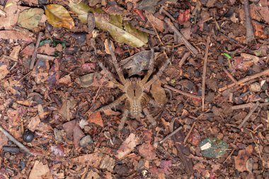 Brazilian wandering spider Phoneutria nigriventer clipart