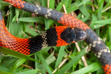 Sahte Mercan Yılanı Oxyrhopus guibei