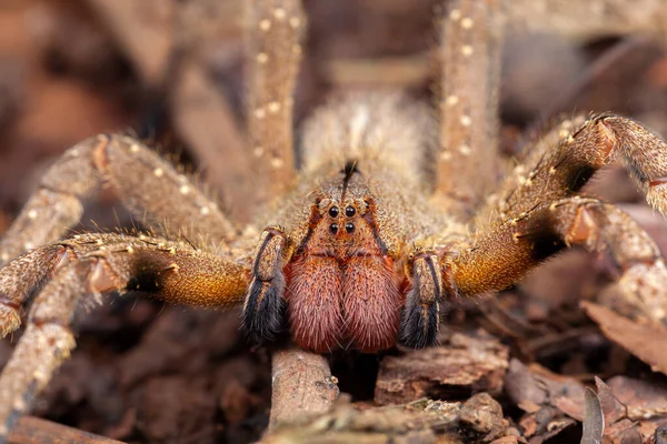 Brazilian Wandering Spider Phoneutria Nigriventer — Stock Photo, Image