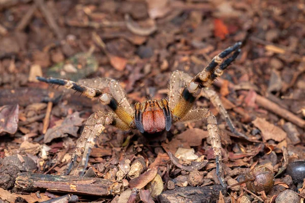 Ragno Errante Brasiliano Phoneutria Nigriventer — Foto Stock