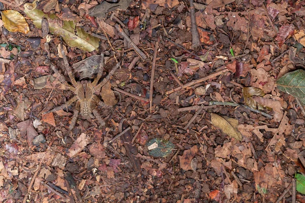 Araña Errante Brasileña Phoneutria Nigriventer — Foto de Stock