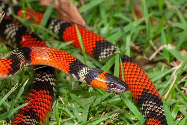 False Coral Snake Oxyrhopus Guibei — Stock Photo, Image