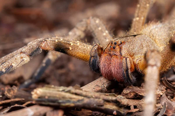 Araña Errante Brasileña Phoneutria Nigriventer Imagen De Stock