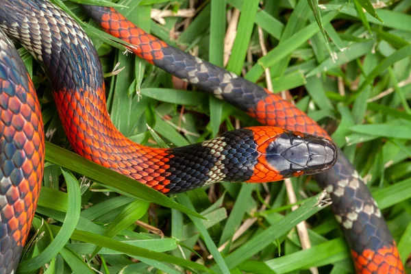 Falsa Serpiente Coral Oxyrhopus Guibei Imagen De Stock