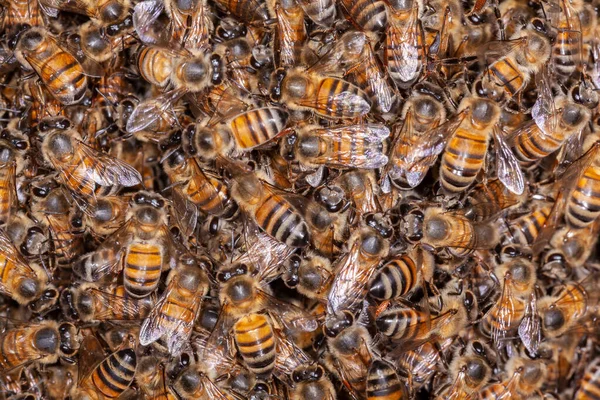 Sok Mézes Méh Apis Mellifera Kaptárban Jogdíjmentes Stock Fotók