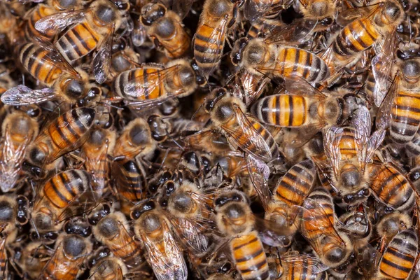 Sok Mézes Méh Apis Mellifera Kaptárban Stock Fotó