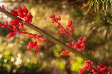 Kırmızı çiçek, narin bir gövdede tomurcuklanır ve doğal ışıkta yumuşak altın bokeh arkaplanı vardır.