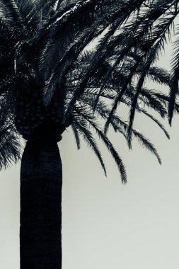 Parlak gökyüzüne karşı minimalist bir palmiye silueti. Koyu tonlu ve detaylı yapraklı sanatsal tropikal sahne